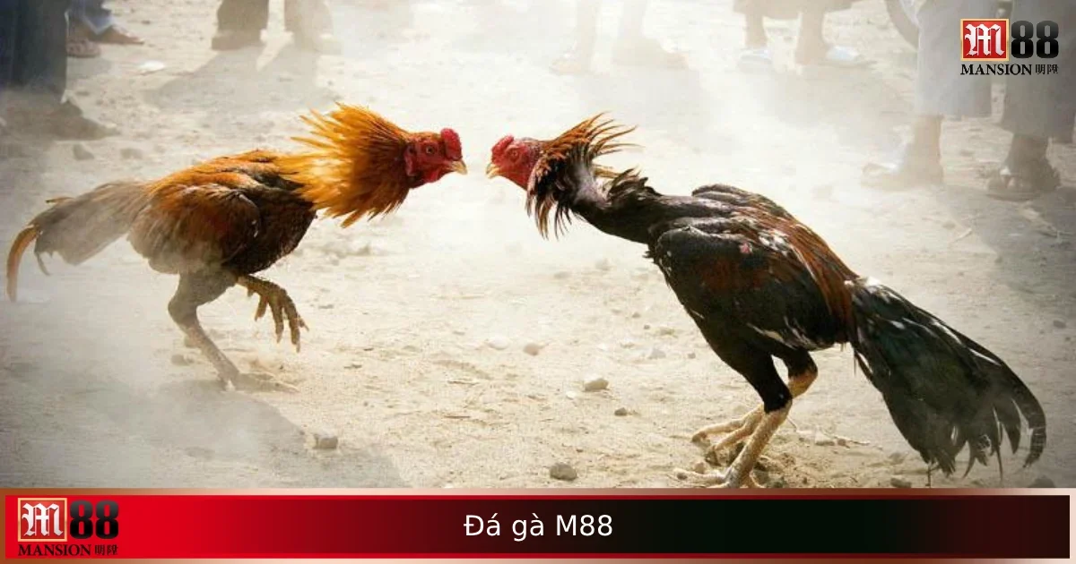 Trải Nghiệm Đá Gà M88 Trực Tuyến – Kịch Tính Như Sàn Đấu Thực 7 Trải Nghiệm Đá Gà M88 Trực Tuyến – Kịch Tính Như Sàn Đấu Thực